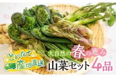 春の恵み 山菜セット4品 （約400g～500g）  旬もの 季節品 産地直送 行者にんにく コシアブラ こごみ タラの芽 山うど ミズ わらび しどけ 姫竹等 [Q2987]