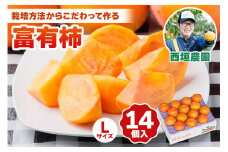 [先行予約／令和7年産]《柿の王様》西垣農園の富有柿 Lサイズ (14個入)【栽培方法からこだわって作る良質の富有柿】[mt019]  柿 かき フルーツ 果物 くだもの