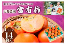 【令和7年産】先行予約 [柿の王様] 大野農園の 富有柿 Lサイズ ( 14個 入) 2025年11月中旬～12月中旬発送予定 [0604] [mt097]｜かき 富有柿 ふゆうがき フルーツ 岐阜県 本巣市 くだもの 果物 甘い 糖度 高い 