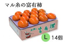 [先行予約／令和7年産]【柿の王様】マル糸の富有柿 Lサイズ (14個入) 令和7年11月下旬より発送予定 [mt187] 