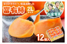 [先行予約] 令和7年産 丸金青果 富有柿 2Lサイズ (12個入) 低温追熟【甘みがきわだつ 低温追熟した富有柿をお届け】12月下旬より順次発送  [mt1108]｜かき 富有柿 フルーツ カキ 果物 くだもの 産地直送 本巣市