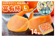 [先行予約] 令和7年産 丸金青果 富有柿 Lサイズ(14個入) 低温追熟【甘みがきわだつ 低温追熟した富有柿をお届け】12月下旬より順次発送 [mt1110] ｜かき 富有柿 フルーツ カキ 果物 くだもの 産地直送 本巣市