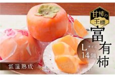 [先行予約／令和7年産]《柿の王様》加藤果樹園のフレッシュパック富有柿Lサイズ14個入り 低温熟成 1月上旬～1月下旬発送予定 [0782] [mt023]｜かき 富有柿 ふゆうがき フルーツ カキ 果物 くだもの 産地直送 岐阜県 本巣市