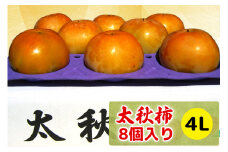 【先行予約】令和7年産 高橋柿ファームの太秋柿 4Lサイズ 8個入り《10月上旬より発送予定》