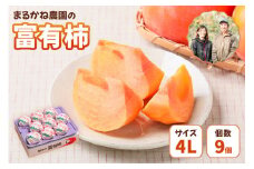 【令和7年産】 先行予約 富有柿 贈答用 4Lサイズ  9個入り｜まるかね農園 カキ かき 果物 くだもの フルーツ 岐阜県 本巣市 