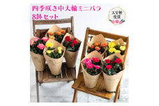 バラの花が大きめ！自然にやさしい天皇杯受賞の四季咲き中大輪ミニバラ8鉢セット (4号ポット)｜花苗 鉢植え 初心者 [1401]
