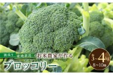 【 先行予約 】 令和6年産 ブロッコリー 8～10株 (約3kg～ 4kg ) サイズ おまかせ 簡易梱包 のため 訳あり 訳アリ 料理 冬 野菜 岐阜県産 本巣市 朝採り 産地直送 新鮮 期間限定 数量限定 冷蔵 もとすファーム 2024年 11月下旬頃から発送