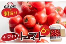 【2025年11月～発送】大容量 トマト 6kg 令和8年産 先行予約 先行受付 大玉トマト の 小ぶり サイズ おまかせ 不揃い 訳あり 訳アリ 野菜 岐阜県産 本巣市 朝採り 産地直送 新鮮 期間 数量限定 常温 ポットファクトリー 美味しい  1万  10000円