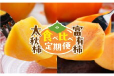 《定期便》太秋柿・富有柿食べ比べ2回お届け定期便[mt228]