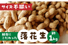 《訳あり》 落花生 約1kg サイズ 不揃い のため 訳あり 訳アリ らっかせい 農園 産地直送 野菜 ビール の おつまみ ナッツ 簡易梱包 岐阜県産 本巣市 新鮮 やさい 数量限定 冷蔵 わくわくファーム 先行予約 2024年9月以降～発送 期間限定