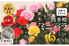 産地直送 おまかせミニバラ6鉢詰め合わせ [11月～3月 お届け] 品種おまかせのため 訳あり 訳アリ 四季咲き ミニバラ 花 家庭菜園 生産量 日本一 天皇杯 3.5号鉢 ポット苗 肥料付 ※沖縄 離島配送不可 薔薇 セントラルローズ