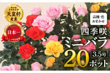 産地直送 おまかせミニバラ20鉢詰め合わせ [11月～3月 お届け] 大容量 品種おまかせのため 訳あり 訳アリ 四季咲き バラ 花 ガーデニング 生産量 日本一 天皇杯 3.5号 ポット苗 ※沖縄 離島配送不可 薔薇 セントラルローズ
