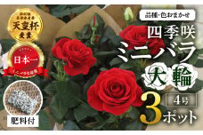産地直送 おまかせ 大輪系 ミニバラ3鉢詰め合わせ [11月～3月 お届け] 品種おまかせのため 訳あり 訳アリ 四季咲き ミニバラ 花 ガーデニング 生産量 日本一 天皇杯 4号 ポット苗 肥料付 ※沖縄 離島配送不可 薔薇 セントラルローズ