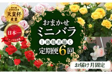 【定期便】全6回 産地直送 ミニバラ鉢植 1鉢 × 6回 [お届け月固定] 種類おまかせ 四季咲き バラ 花 ガーデニング 生産量 日本一 天皇杯 ※沖縄 離島配送不可 薔薇 セントラルローズ