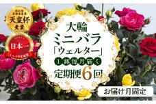 【定期便】全6回 産地直送 大輪系 ミニバラ鉢植 ウェルター 1鉢 × 6回 [お届け月固定] 種類おまかせ 特別 四季咲き バラ 花 ガーデニング 生産量 日本一 天皇杯 ※沖縄 離島配送不可 薔薇 セントラルローズ