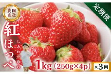 【定期便3回】自宅用 いちご 紅ほっぺ 1kg (250g × 4p ）3か月 3回 [mt1307_25]｜フルーツ 果物 スイーツ 苺 いちご イチゴ しあわせ苺 サイズ バラバラ 訳あり 訳アリ 含む 農園直送 送料無料 人気 苺 国産 岐阜県 本巣市 2026年 先行予約 45000円