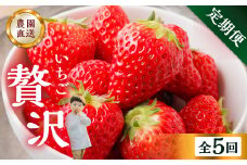 【定期便5回】 いちご贅沢 定期便 5回 紅ほっぺ 1kg ( 250g × 4p ) しあわせ苺 サイズ バラバラ 訳あり 訳アリ 含む 農園直送  フルーツ 苺 イチゴ 人気 本巣市 果物 先行予約 family農園watanabe [mt526_25]