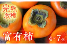 [先行予約] 令和7年産 《 訳あり 》完熟収穫 富有柿 4~7個 入り サイズ不揃い 規格外 おまかせ 家庭用 自宅用 柿 かき 富有柿 果物 ジューシー わけあり 訳アリ フルーツ 丸金青果 11月下旬より順次発送 [mt1652]｜岐阜県 本巣市 5000円 5千円 常温