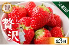 【定期便3回】いちご贅沢 紅ほっぺ 1kg ( 250g × 4p )  しあわせ苺 サイズ バラバラ 訳あり 訳アリ 含む 農園直送 フルーツ 苺 イチゴ 人気 本巣市 果物  先行予約 family農園watanabe [mt211_25] 