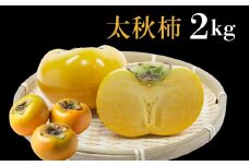 【令和7年産】 先行予約 《早い甘柿》大野農園 太秋柿 約2kg (6～8玉入) 10月上旬～10月中旬発送予定｜ かき カキ 太秋 たいしゅう フルーツ 果物 くだもの 贈答 ギフト 岐阜県 本巣市[mt1685] 10000円