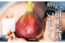 《先行予約》【令和6年産】訳あり 完熟 いちじく サイズおまかせ 12～16玉 わけあり 無花果 イチジク 高級品 くだもの 果物 フルーツ [mt493] 15000円