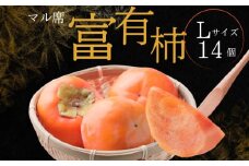 【先行予約】令和6年産《柿の王様》ご自宅用 富有柿  L サイズ 14個 11月より発送開始予定 [mt1635]｜ 訳あり わけあり ご自宅用 ご家庭用 かき 富有柿 ふゆうがき フルーツ カキ 果物 くだもの 産地直送 岐阜県 本巣市 大熊青果 マル席