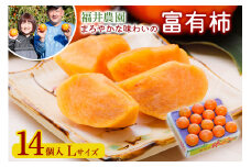 [先行予約／令和7年産]《柿の王様》福井農園の富有柿 Lサイズ (14個入) [11月～12月に発送予定] 有機質の多い独自肥料で栽培 まろやかな味わいの富有柿 [mt1234_25]  