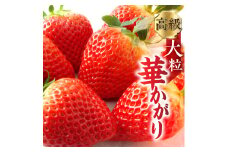 【年内発送】【先行予約】岐阜いちご「華かがり」 12個 12月中にお届け｜苺 イチゴ 果物 高級 フルーツ デザート くだもの いちご 大粒 果物 贈答 ギフト 化粧箱 産地直送 高級 [0815] [mt029] 11000円