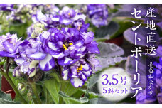 【ふるさと納税】産地直送 セントポーリア5鉢セット 四季咲き 花　家庭菜園 3.5号鉢 ポット苗 母の日 人気 おまかせ 室内　初心者　栽培　鉢植え　送料無料　ロイヤルグリーン　ガーデニング　土　趣味　癒し　新居　自分用　プレゼント[mt1773]　15000円 2万円以内
