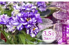 【ふるさと納税】産地直送 セントポーリア3鉢セット 四季咲き 花　家庭菜園 3.5号鉢 ポット苗 母の日 人気 おまかせ 室内　初心者　栽培　鉢植え　送料無料　ロイヤルグリーン　ガーデニング　土　趣味　癒し　新居　自分用　プレゼント[mt1774]　9000円　１万円以内
