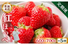 【定期便5回】【2026年1月以降発送開始】自宅用 いちご 紅ほっぺ 600-700g ×5回 [しあわせ苺] サイズ バラバラ 訳あり 訳アリ 農園直送｜フルーツ スイーツ 苺 イチゴ 人気 簡易梱包 家庭用 産地直送 いちご こだわりの 甘さ 岐阜県 本巣市 先行予約 [mt1801_25]