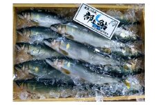 【C-10】郡上鮎（冷凍 中サイズ 15尾） 食品  魚介類 水産加工品  その他水産物  アユ 40000円
