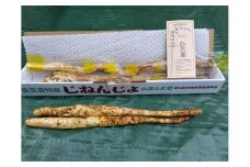 【A-33】郡上奥美濃　自然薯 食品  野菜 きのこ  その他野菜  山芋 自然薯 15000円