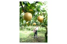 【A-39】郡上大和の梨　期間限定　受付11月7日まで　にっこり　発送11月上旬? 食品  フルーツ 果物  和梨 15000円