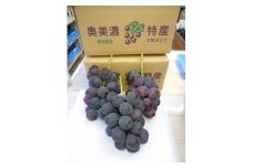 【A-44】郡上大和のぶどう　期間限定　受付10月31日まで 食品  フルーツ 果物  ブドウ 15000円