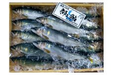 【G0014】郡上鮎 小10本入500g