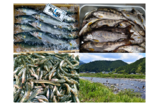 【G0046】清流長良川の恵みセット 食品  魚介類 水産加工品  その他水産物  その他 30000円