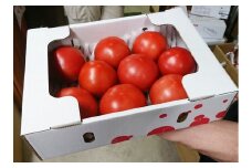 【G0034】完熟いとしろトマト麗夏　1.5kg入り2箱［期間限定］受付9月26日まで 食品  野菜 きのこ  トマト 10000円