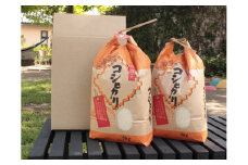 【R-2】郡上こしひかり（3回）【定期便】　令和6年産　 食品  米 雑穀  白米 40000円