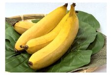 【A-223】オーガニック国産バナナ「やまと」 食品  フルーツ 果物  バナナ 10000円