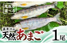 【ふるさと納税】尾数が選べる 郡上産 長良川の天然あまご 1尾 / 食品 魚介類 水産加工品 その他水産物 アマゴ 5000円 G0079a