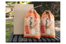 令和7年産 郡上産こしひかり 10kg / 食品 米 精米 白米 コシヒカリ お米 コメ こめ 米