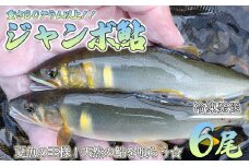 予約受付【期間限定】（発送時期：2025年7月中旬～12月頃まで）【ジャンボ鮎】清流が育む天然の馬瀬川鮎 ６尾（重さ80g以上）  冷凍 鮎 アユ あゆ 大