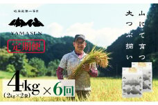 令和6年産米【定期便】山仙（いのちの壱）【2kg×2袋（4kg）×6回】 すがたらいす 下呂市金山産 2024年産 毎月 4キロ×6カ月 お米 精米 下呂温泉 下呂市 米 ブランド米