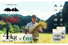 令和6年産米【定期便】山仙（いのちの壱）【2kg×2袋（4kg）×6回】 すがたらいす 下呂市金山産 2024年産 毎月 4キロ×6カ月 お米 精米 下呂温泉 下呂市 米 ブランド米