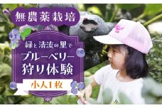 【食べ放題】ブルーベリー狩り体験チケット（小人 1枚）4歳～6年生まで  ブルーベリー 摘み取り 体験 ブルーベリー狩り フルーツ狩り 時間 無制限 下呂市