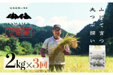 新米予約受付 令和7年産米【定期便】山仙（いのちの壱）2kg×3回 すがたらいす 下呂市金山産 2025年産 毎月 2キロ×3カ月 お米 精米 下呂温泉 下呂市 米 ブランド米