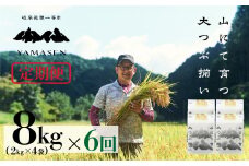 新米予約受付 令和7年産米【定期便】山仙（いのちの壱）【2kg×4袋（8kg）×6回】 すがたらいす 下呂市金山産 2025年産 毎月 8キロ×6カ月 お米 精米 下呂温泉 下呂市 米 ブランド米