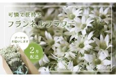 【2026年2月配送】フランネルフラワー（切り花）花束 1束（60輪）約30本 プレゼント 下呂市 岐阜県 生花 馬瀬 ネイティブフラワー