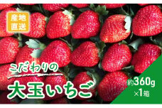 [№5533-0385]農家直送！こだわりの大玉いちご　約360g×1箱